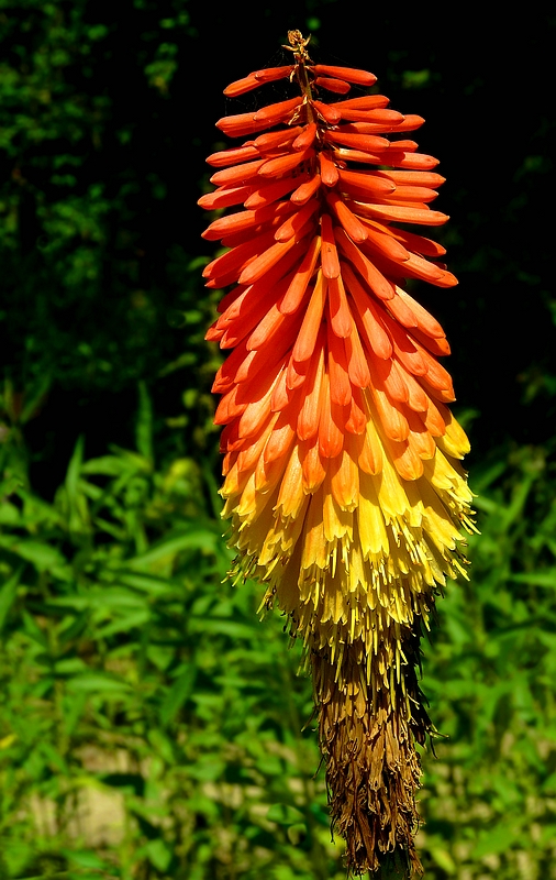 Torch Lily