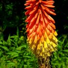 Torch Lily