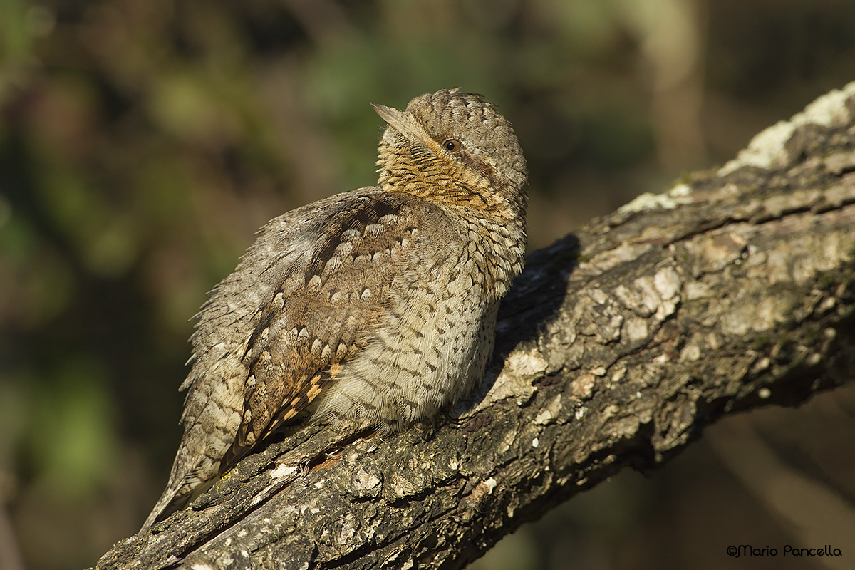 Torcicollo