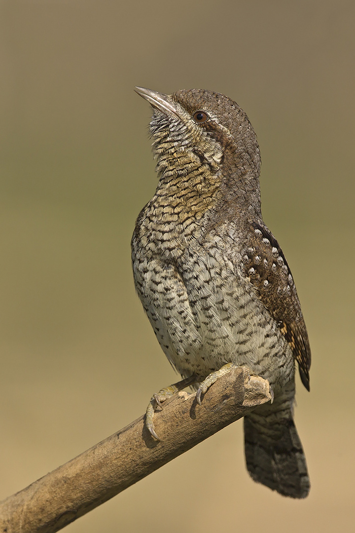 Torcicollo canterino