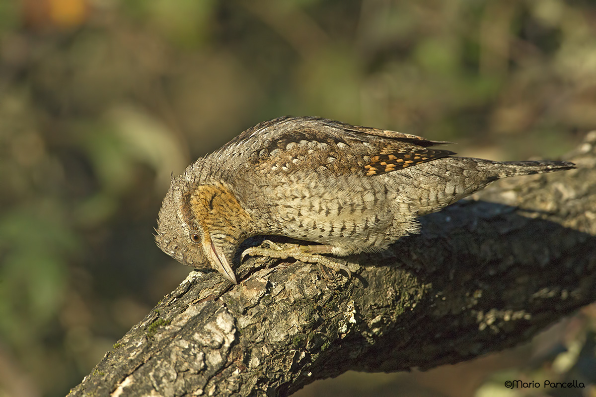 Torcicollo (Jynx torquilla)