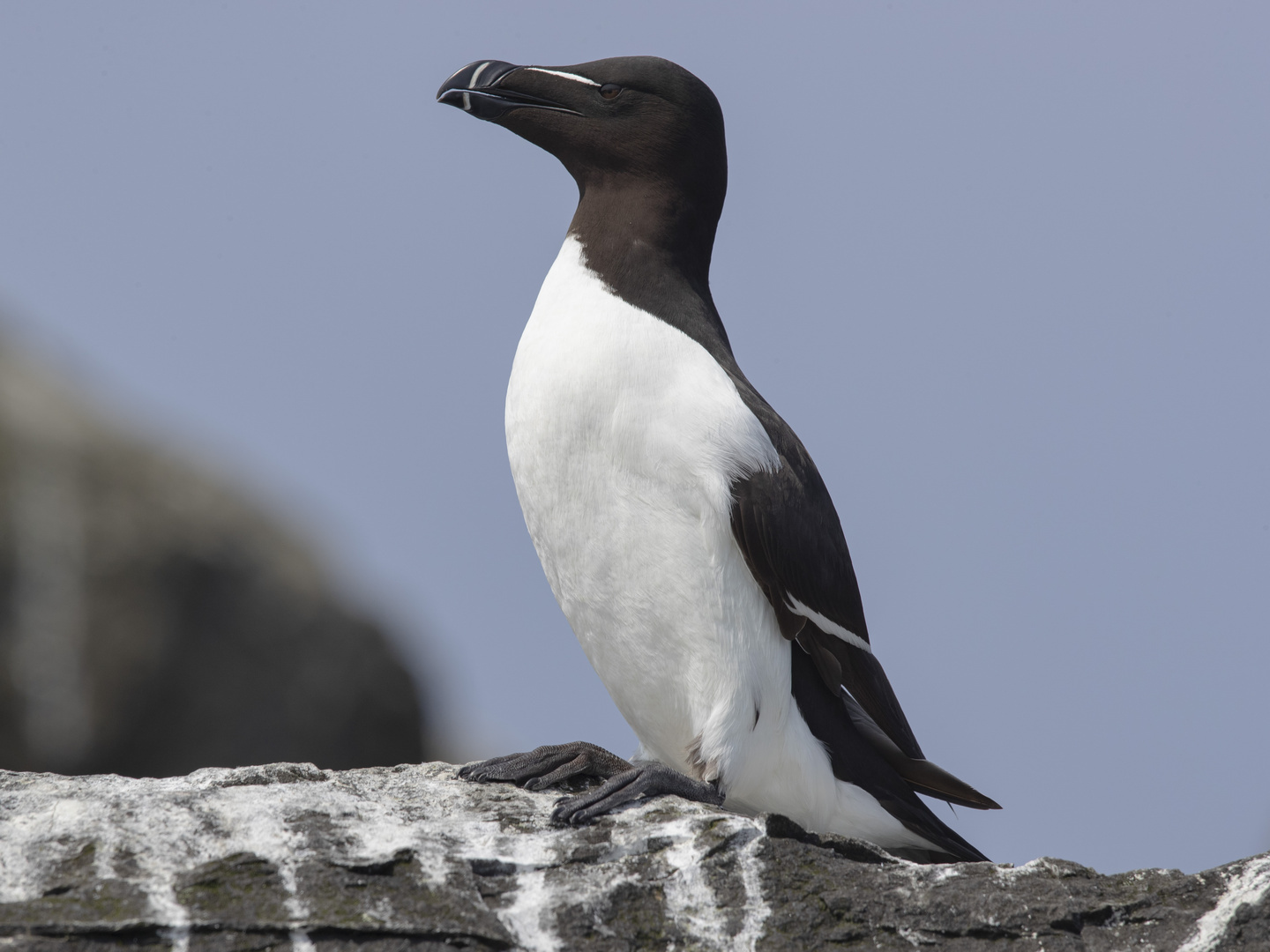 TORDALK (Alca torda)