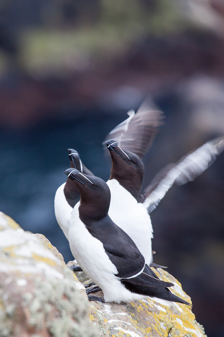 Tordalk (Alca torda)