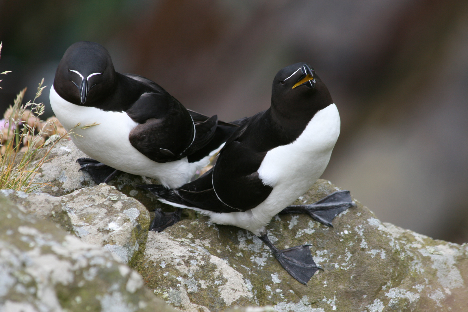 Tordalk auf Handa Island, Scotland