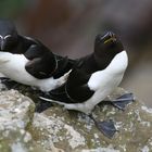 Tordalk auf Handa Island, Scotland