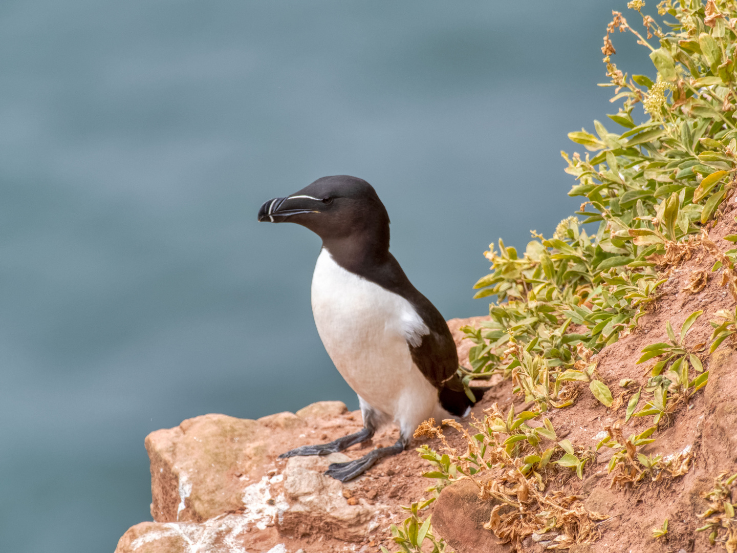 Tordalk auf Helgoland