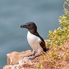 Tordalk auf Helgoland