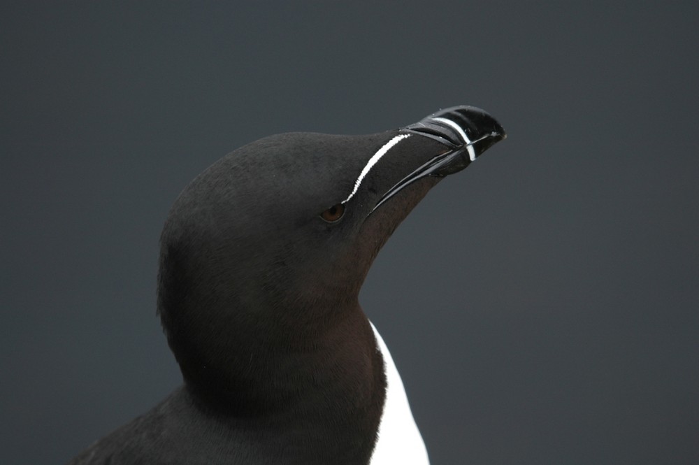 Tordalk auf Latrabjarg/Island [wildlife]