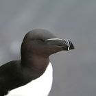 Tordalk auf Latrabjarg/Island [wildlife]