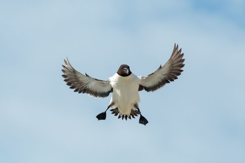 Tordalk im Anflug