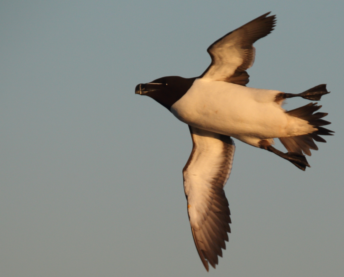 Tordalk im Flug