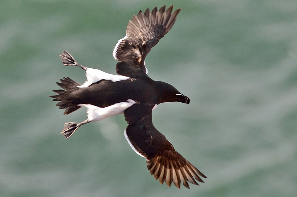 Tordalk im Flug