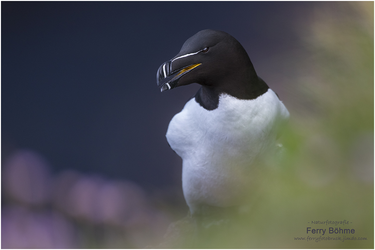 Tordalk - Razorbill