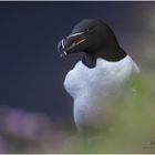 Tordalk - Razorbill