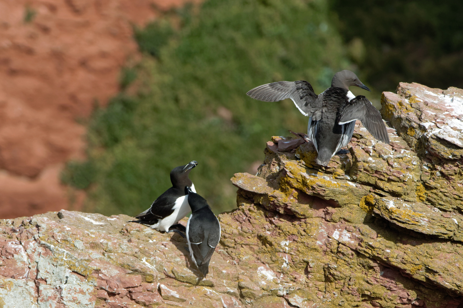 Tordalken und eine Trottellumme auf Helgoland