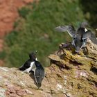 Tordalken und eine Trottellumme auf Helgoland