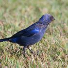 Tordo Hembra Juvenil