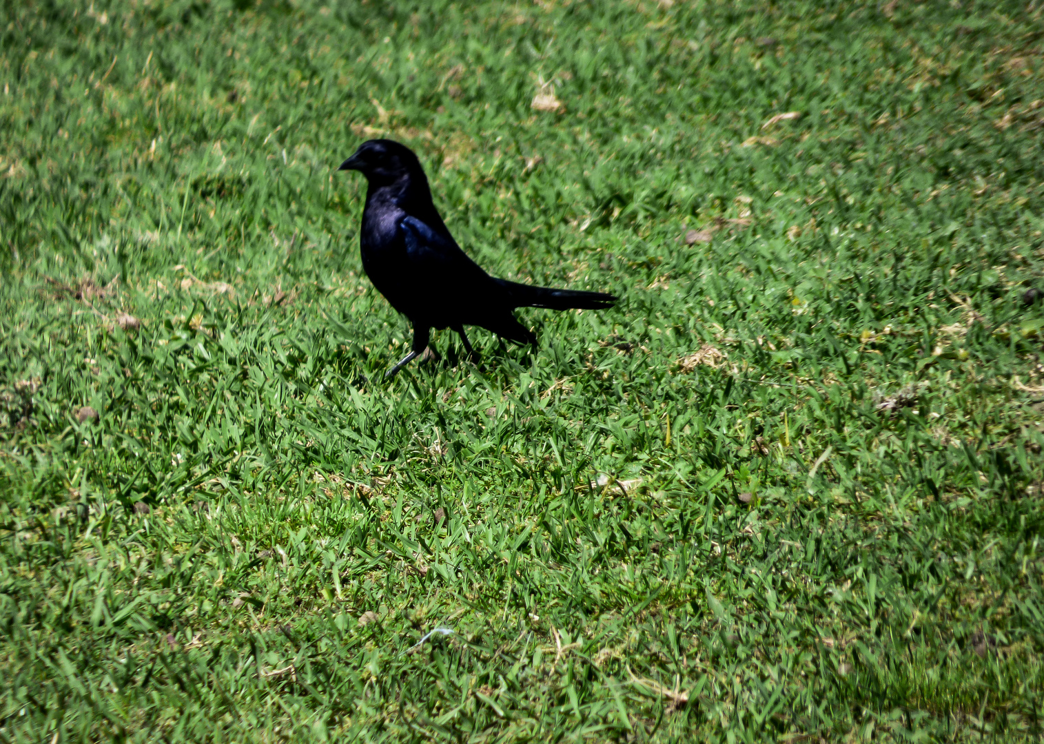 Tordo renegrido (Molothrus bonariensis)