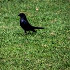 Tordo renegrido (Molothrus bonariensis)