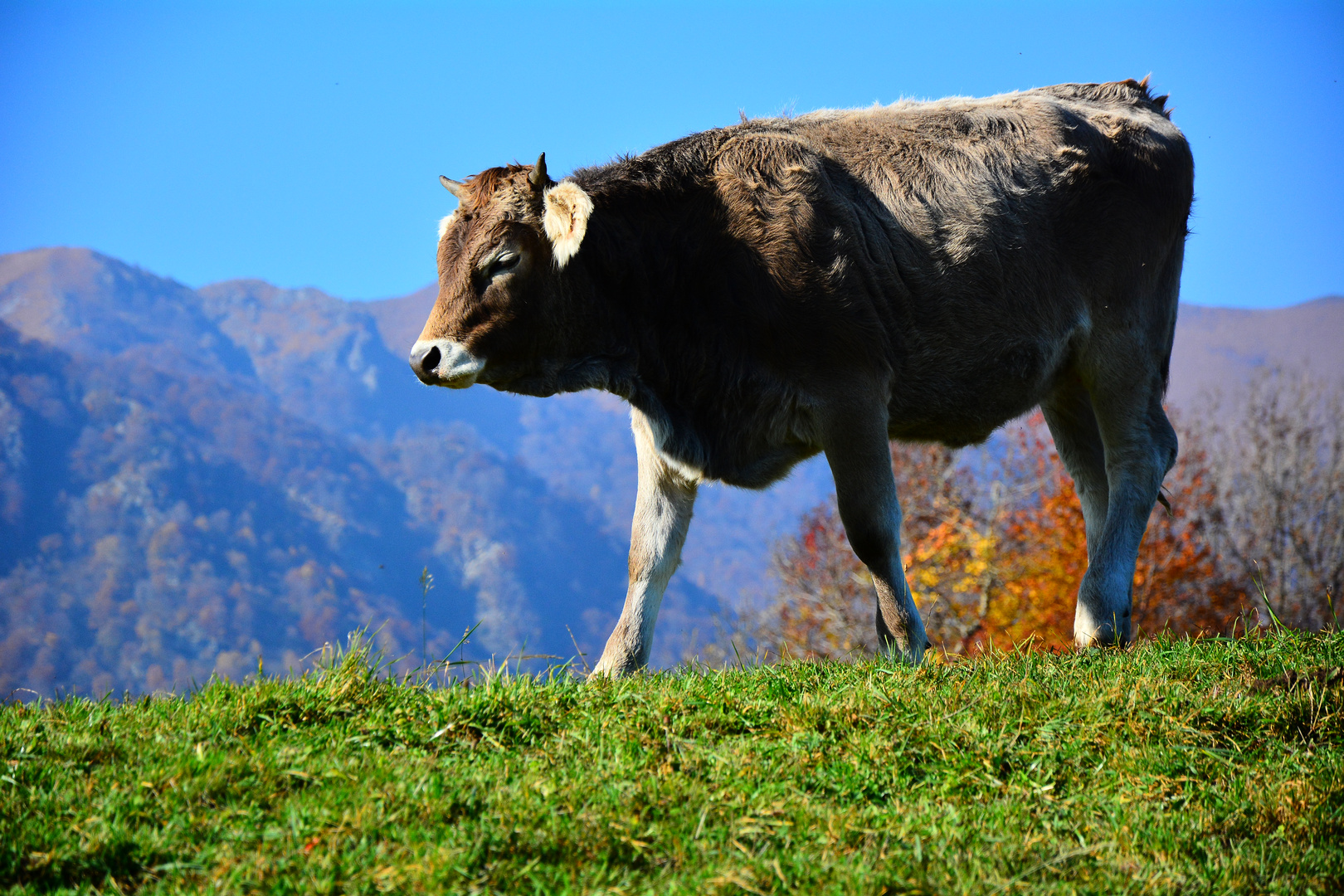 Torello