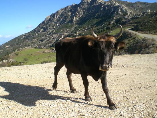 Torello sardo allo stato brado