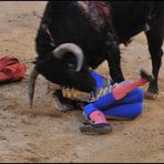 Torero down