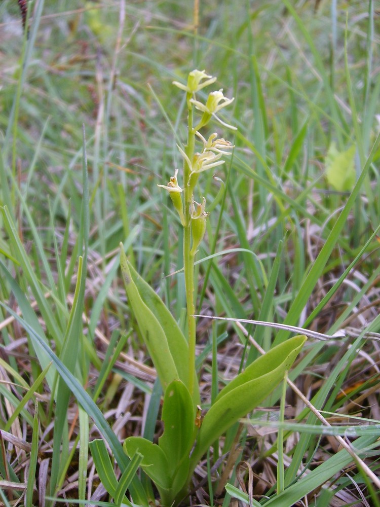 Torf Glanzkraut (Liparis loeselii) am 27.Juni bei Beckum/NRW