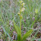 Torf Glanzkraut (Liparis loeselii) am 27.Juni bei Beckum/NRW