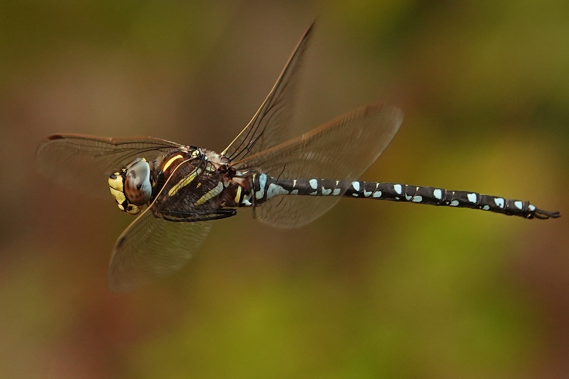 TorfMosaikjungfer Foto & Bild natur, insekten, tiere Bilder auf