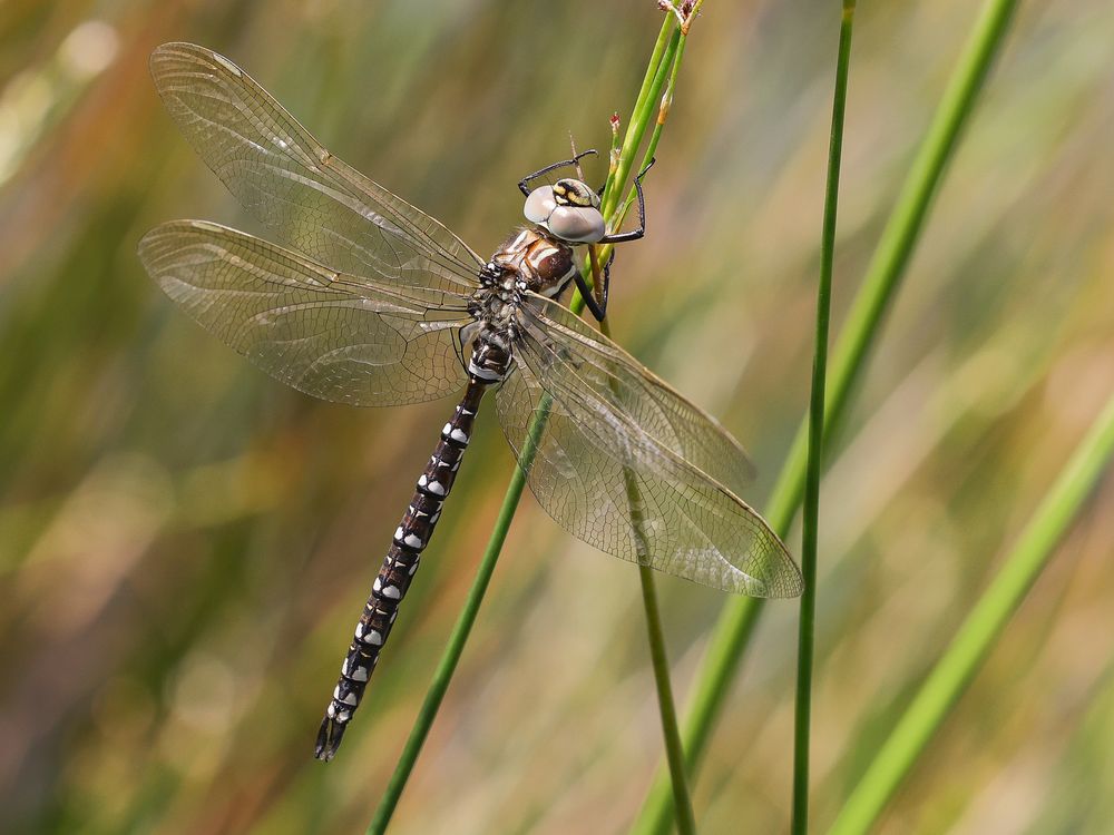 Torf-Mosaikjungfer ( Aeshna juncea )