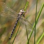 Torf-Mosaikjungfer ( Aeshna juncea )