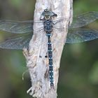 Torf-Mosaikjungfer (Aeshna juncea)...