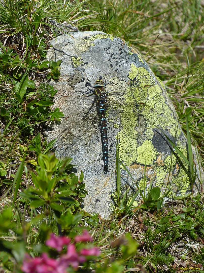 Torf-Mosaikjungfer (Aeshna juncea)