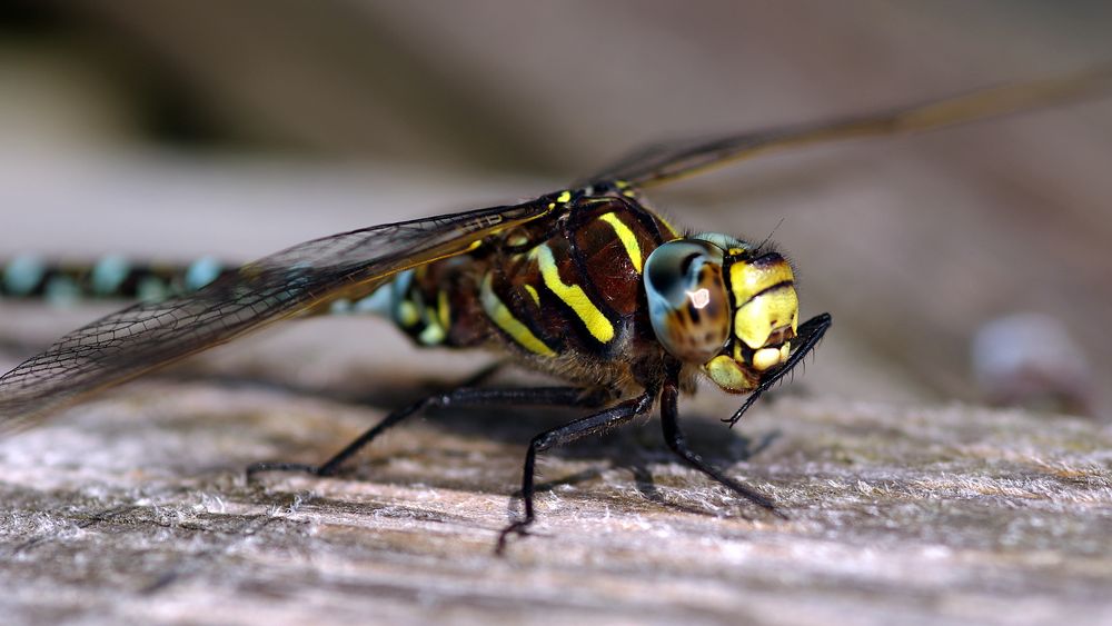 Torf-Mosaikjungfer (Aeshna juncea)