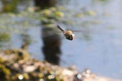 Torf-Mosaikjungfer (Aeshna juncea)