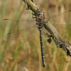 Torf-Mosaikjungfer (Aeshna juncea), Männchen