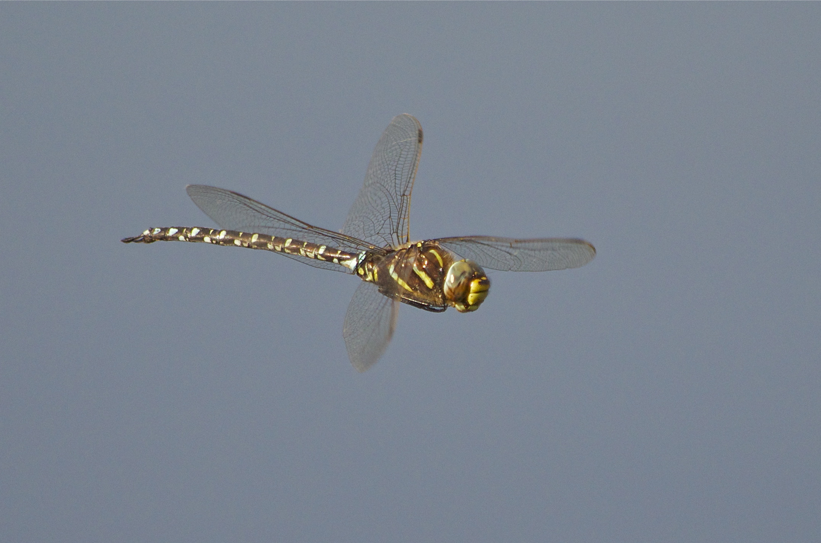 Torf-Mosaikjungfer Flugstudie III