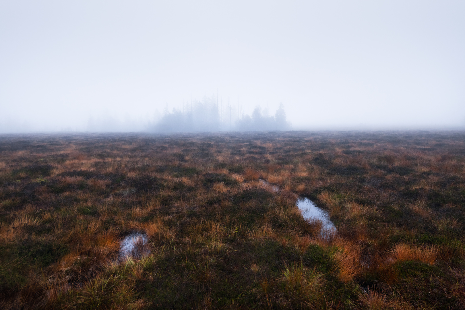 Torfhausmoor, Harz