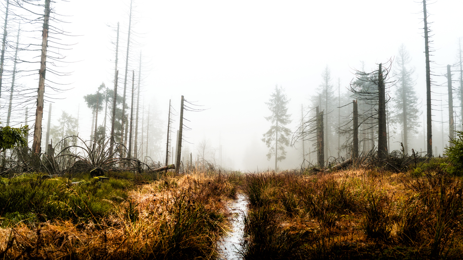 Torfmoor im Harz