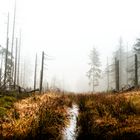 Torfmoor im Harz