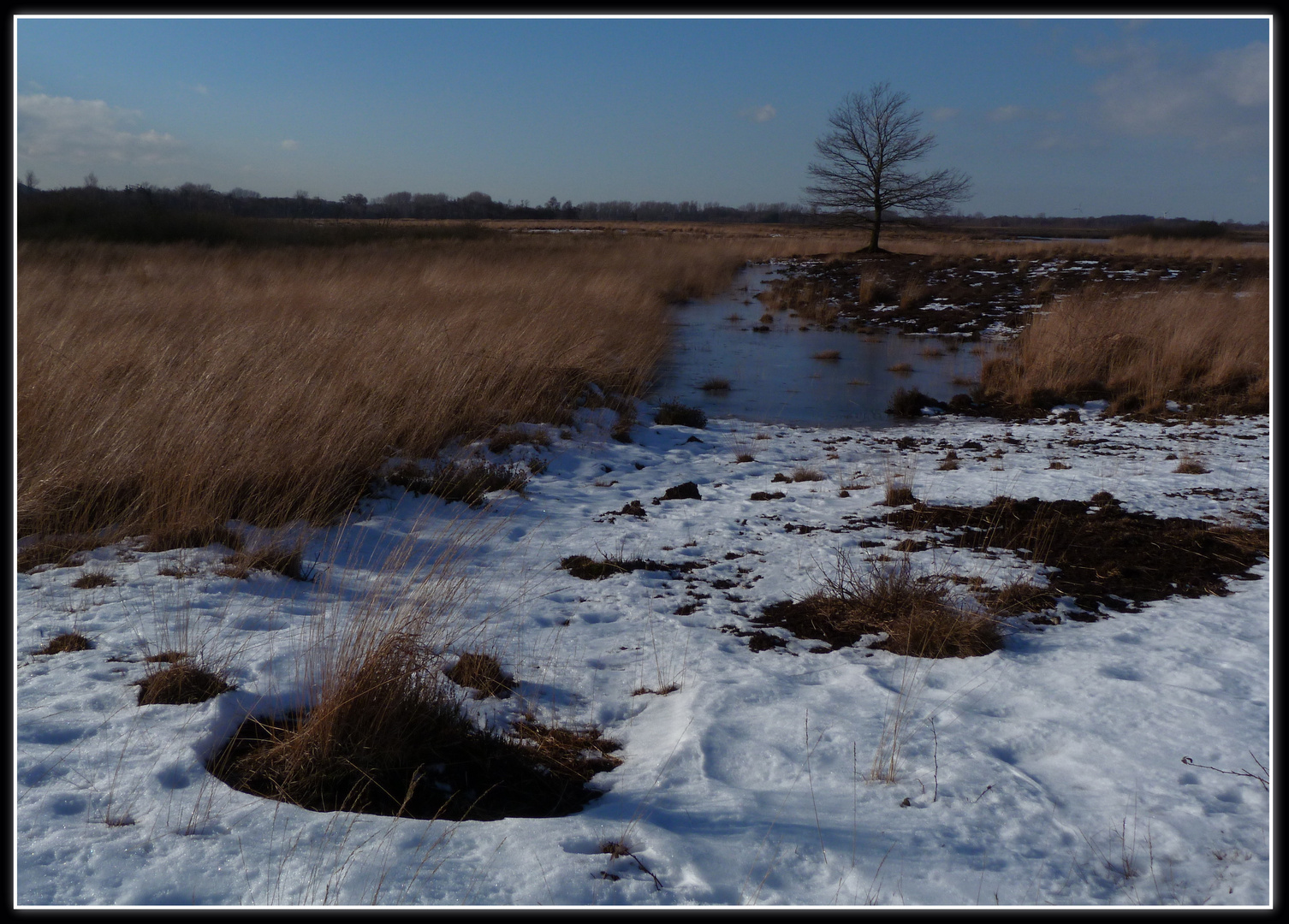 Torfmoor im Winter