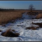 Torfmoor im Winter