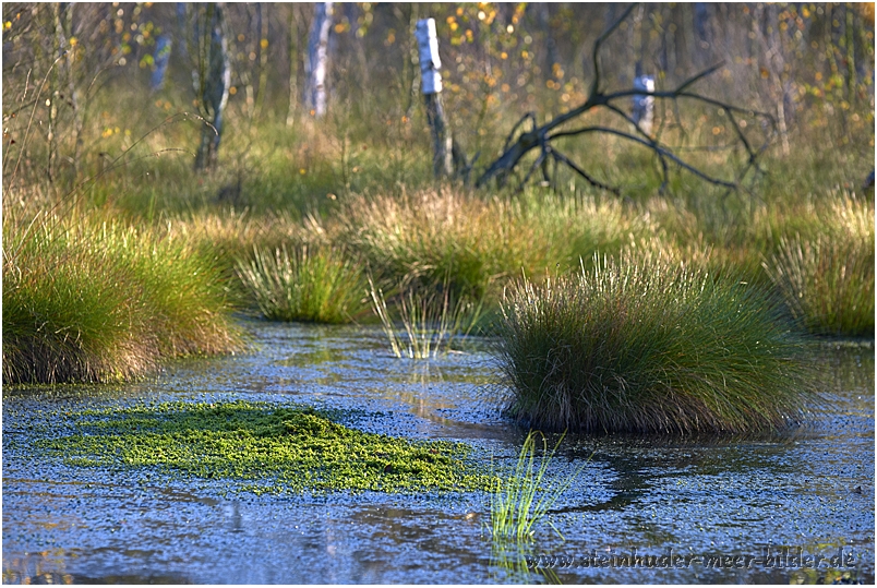 Torfmoos im Toten Moor bei Neustadt am Rübenberge am Steinhuder Meer