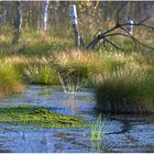 Torfmoos im Toten Moor bei Neustadt am Rübenberge am Steinhuder Meer