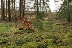Torfmoose am Bachufer 02