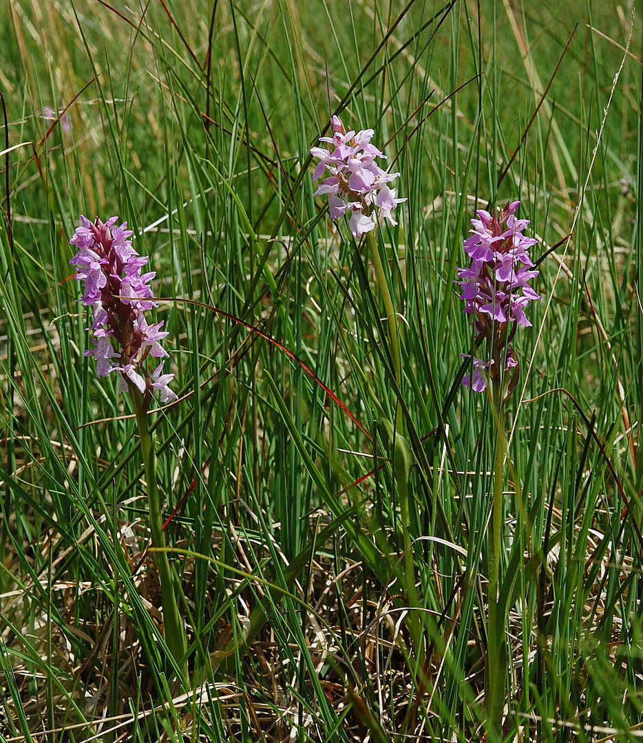 Torfmoosknabenkraut (Dactylorhiza sphagnicola) - Niedersachsen - 4.6.11