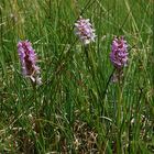 Torfmoosknabenkraut (Dactylorhiza sphagnicola) - Niedersachsen - 4.6.11