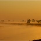 [Torgauer Land] Morgennebel über der Elbe, Kranichau