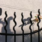 Torgitter mit Schattenspiel auf der Mauer