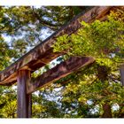 Torii [in the shrine]